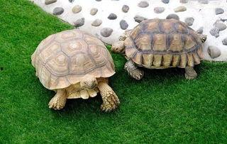 陆龟散步搞笑视频,萌态百出，笑料横生的悠闲时光