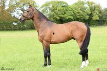 马的明星,探寻那些闪耀在赛场的璀璨之星